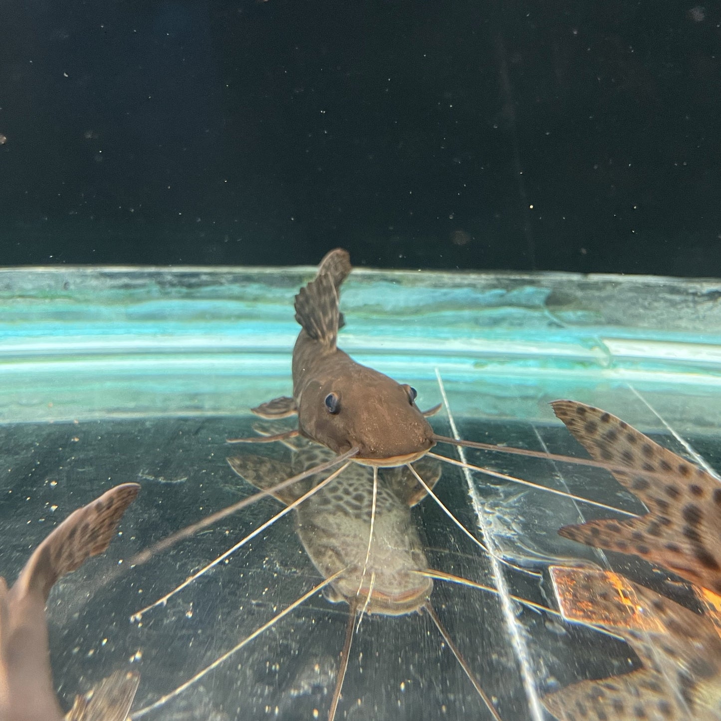 Tiger Shovelnose Catfish