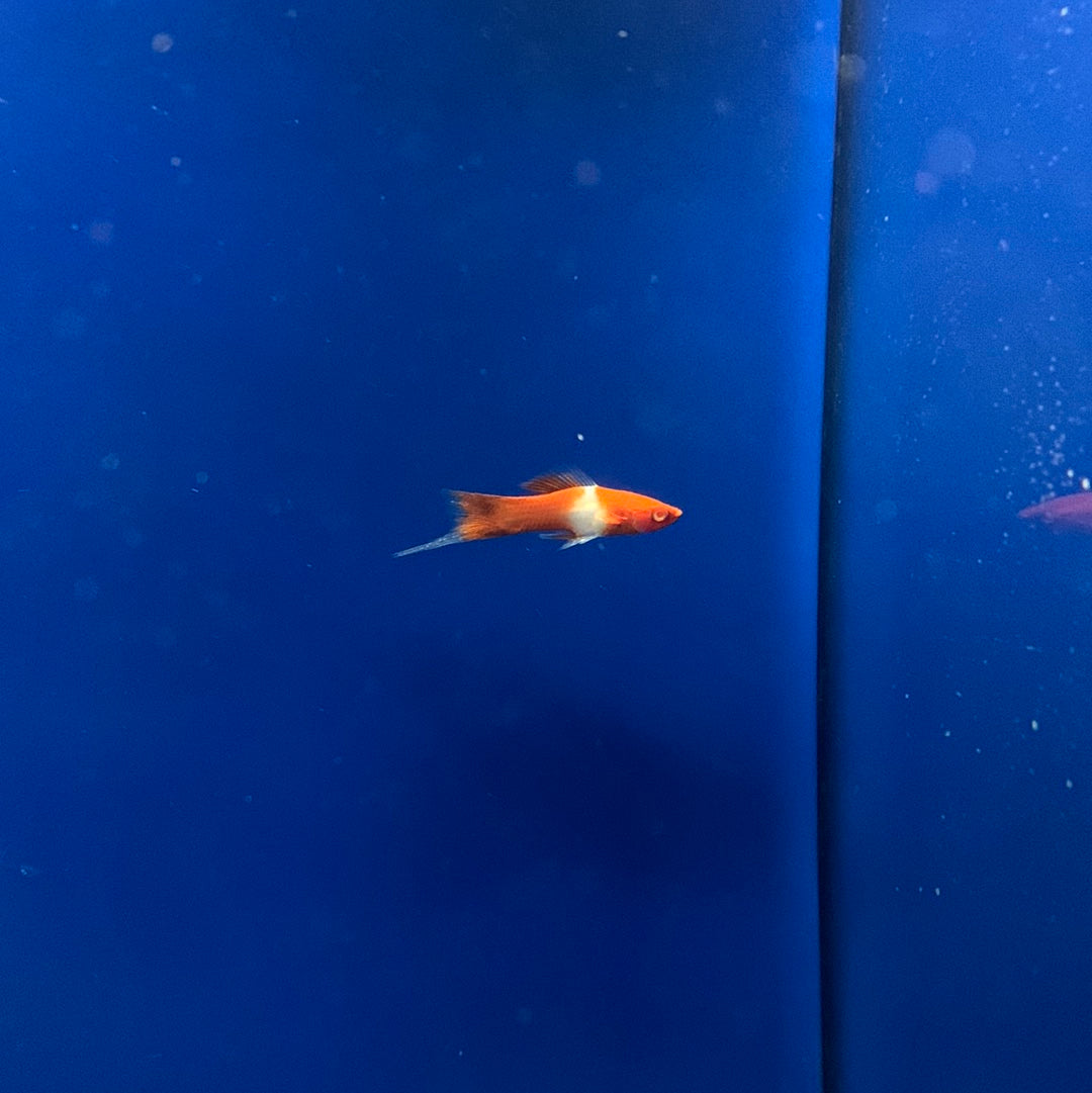 Kohaku swordtail