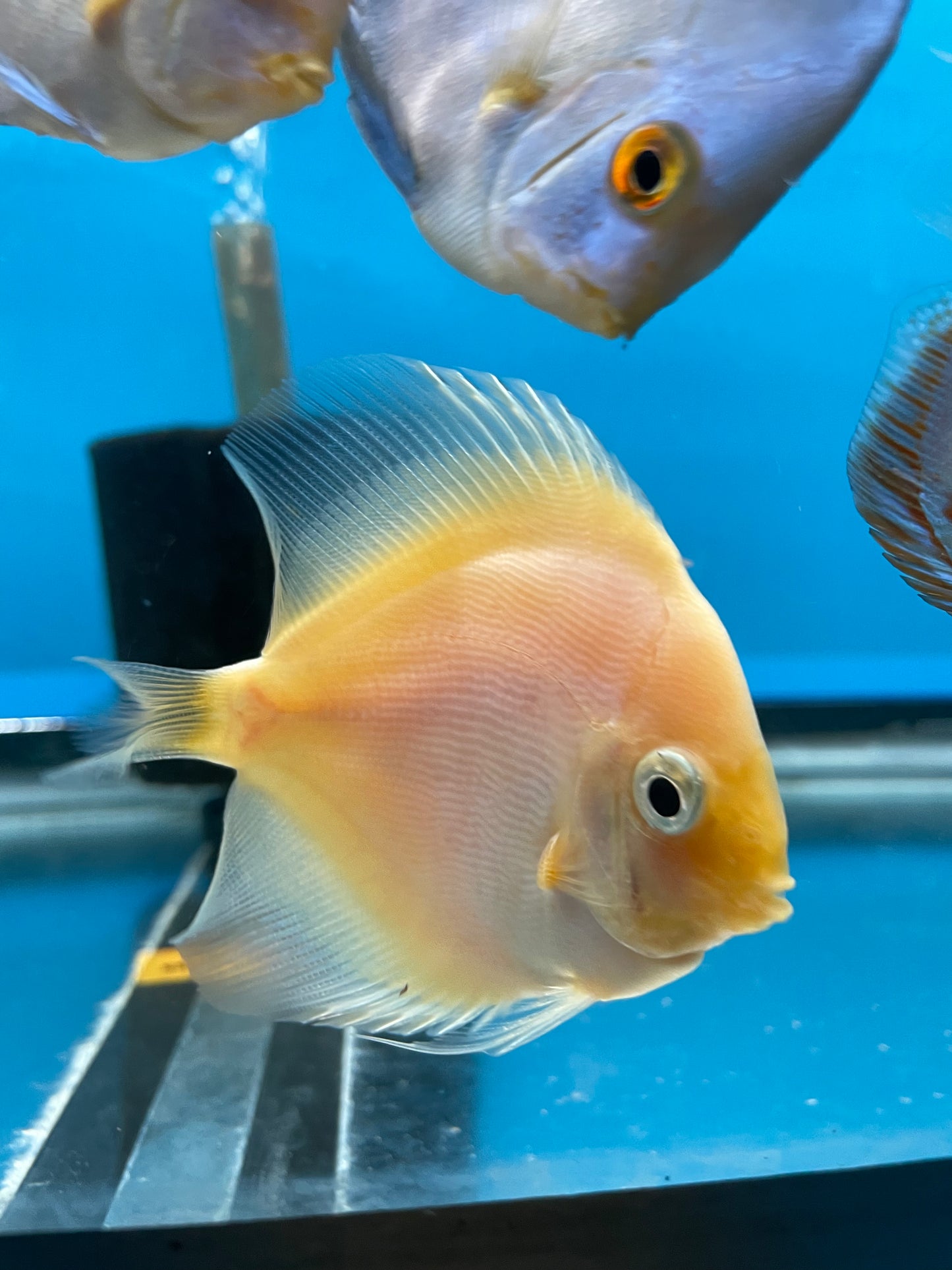 White diamond Discus