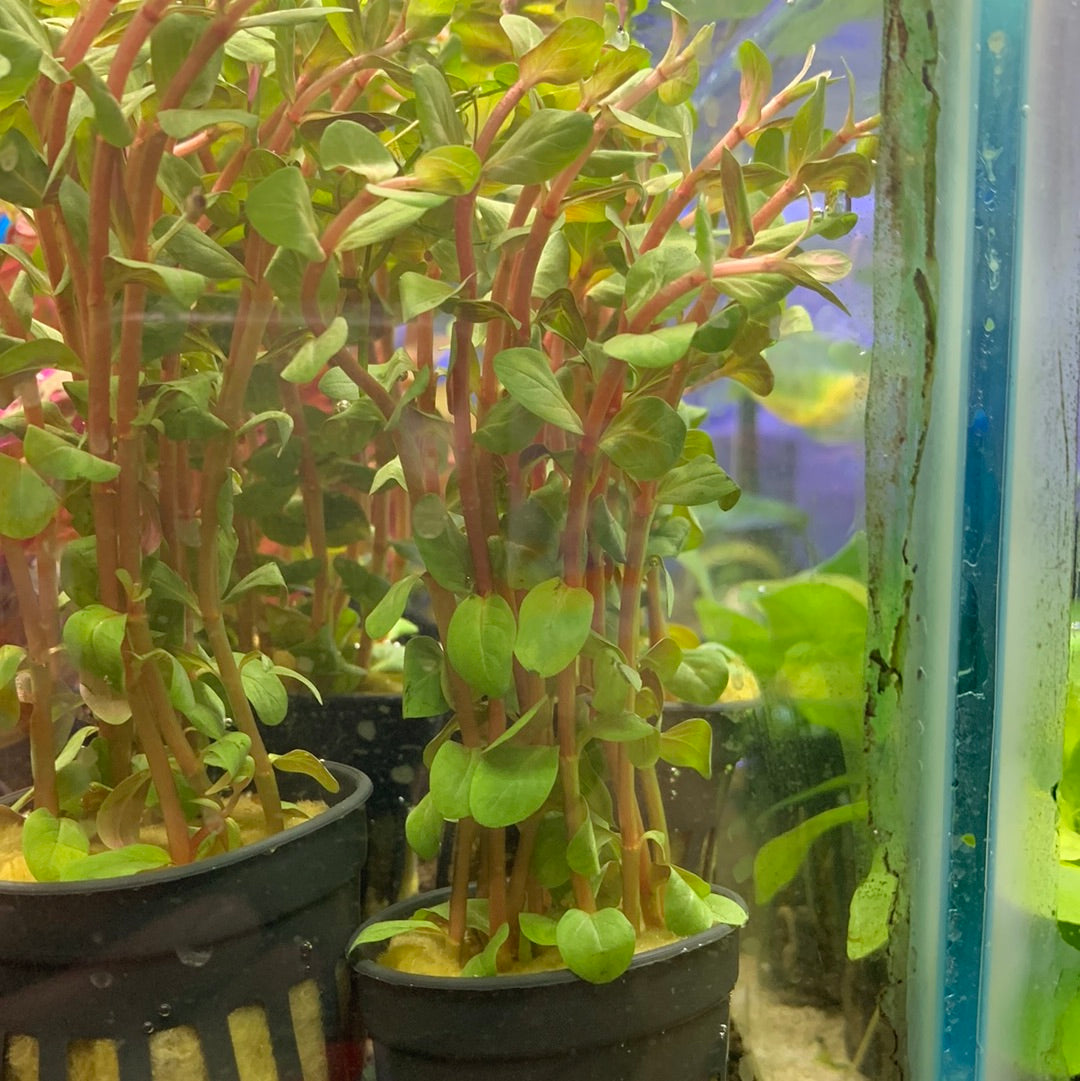 Rotala blood red