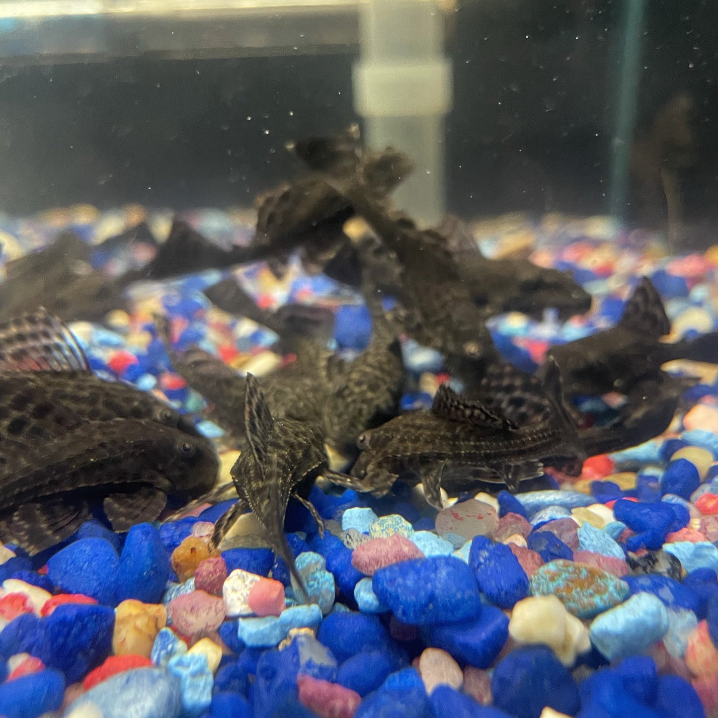 Bushy Mouth Pleco