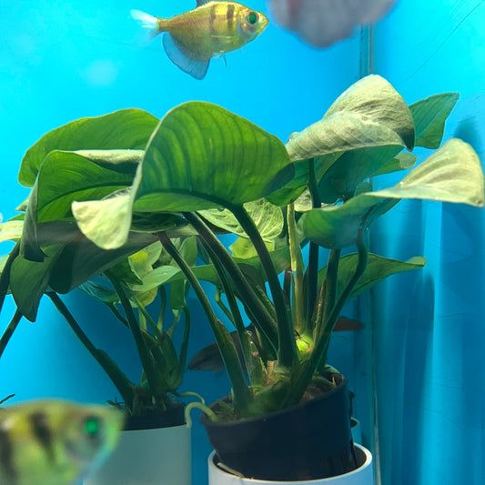 Anubias barteri butterfly