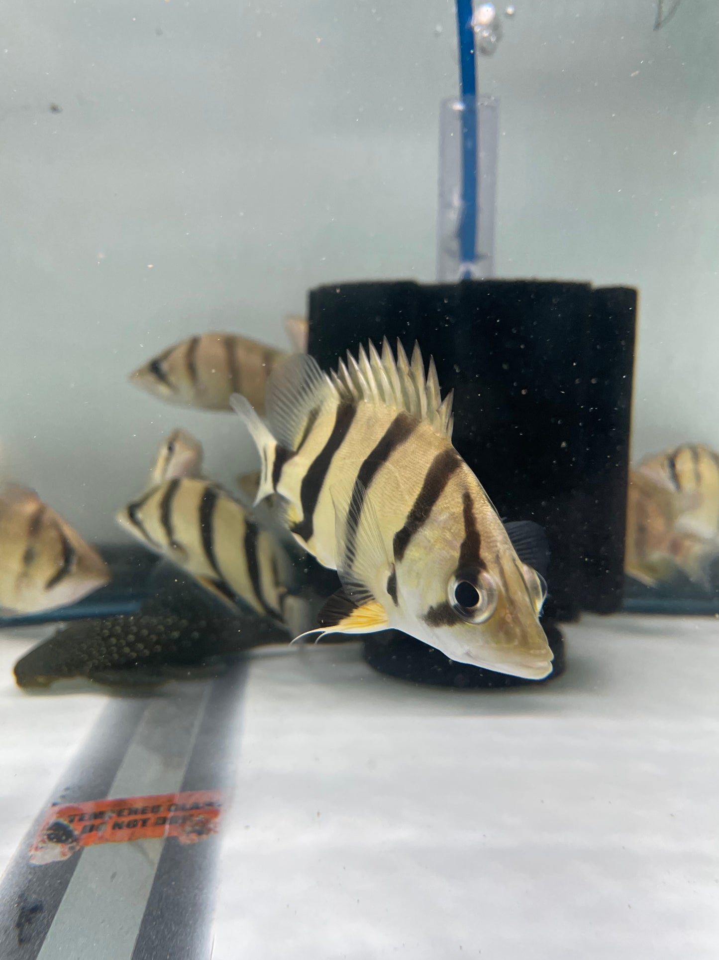 Northern Thailand Tiger Fish (Datnoid)