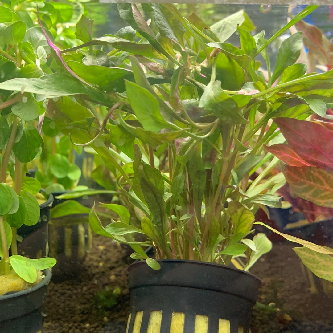 Alternanthera bettzickiana red