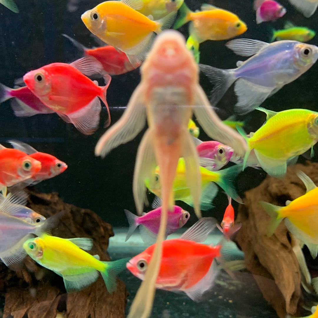 Hifin golden blue-eye bristlenose