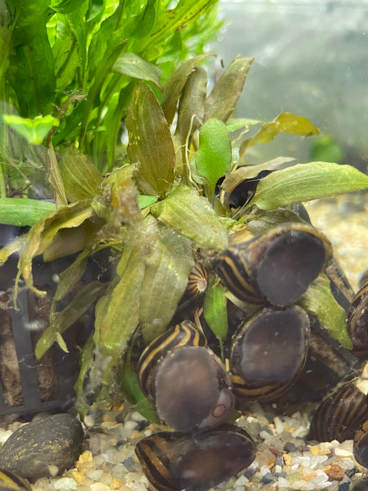 Wendtii Brown/wendtii Green