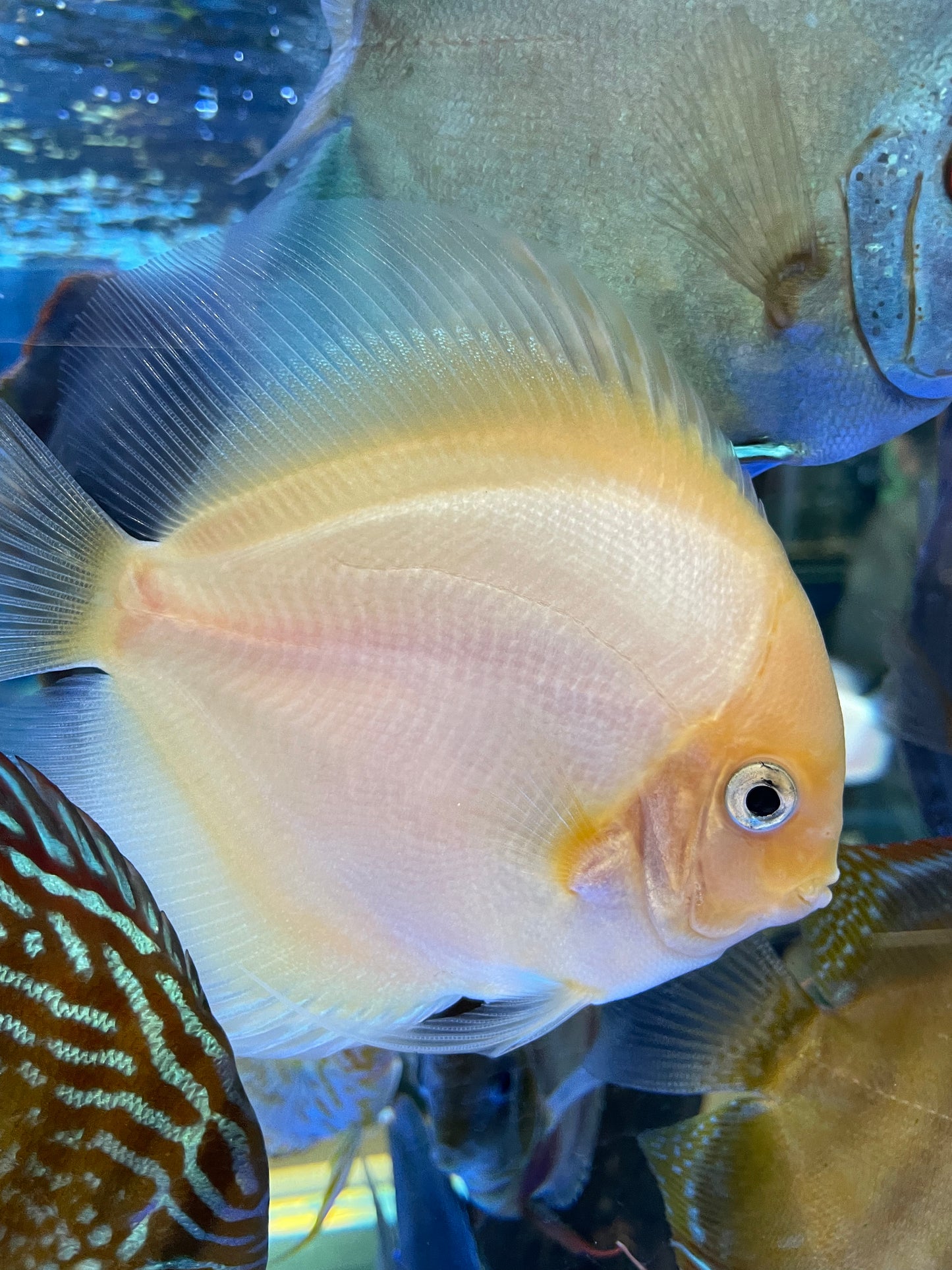 White diamond Discus
