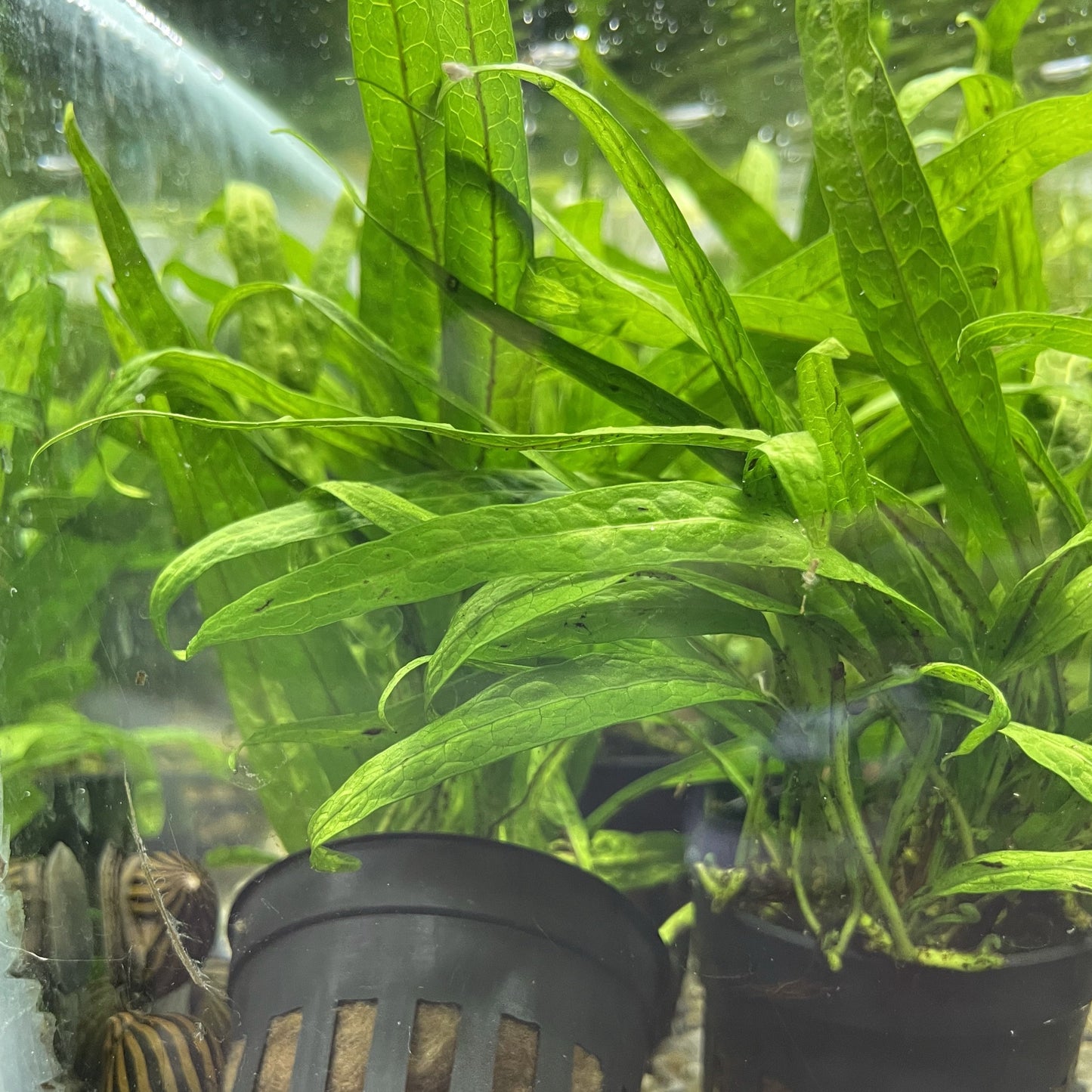 Java Fern Petite Common Name: Java Fern Trident Mini, Microsorum Pteropus