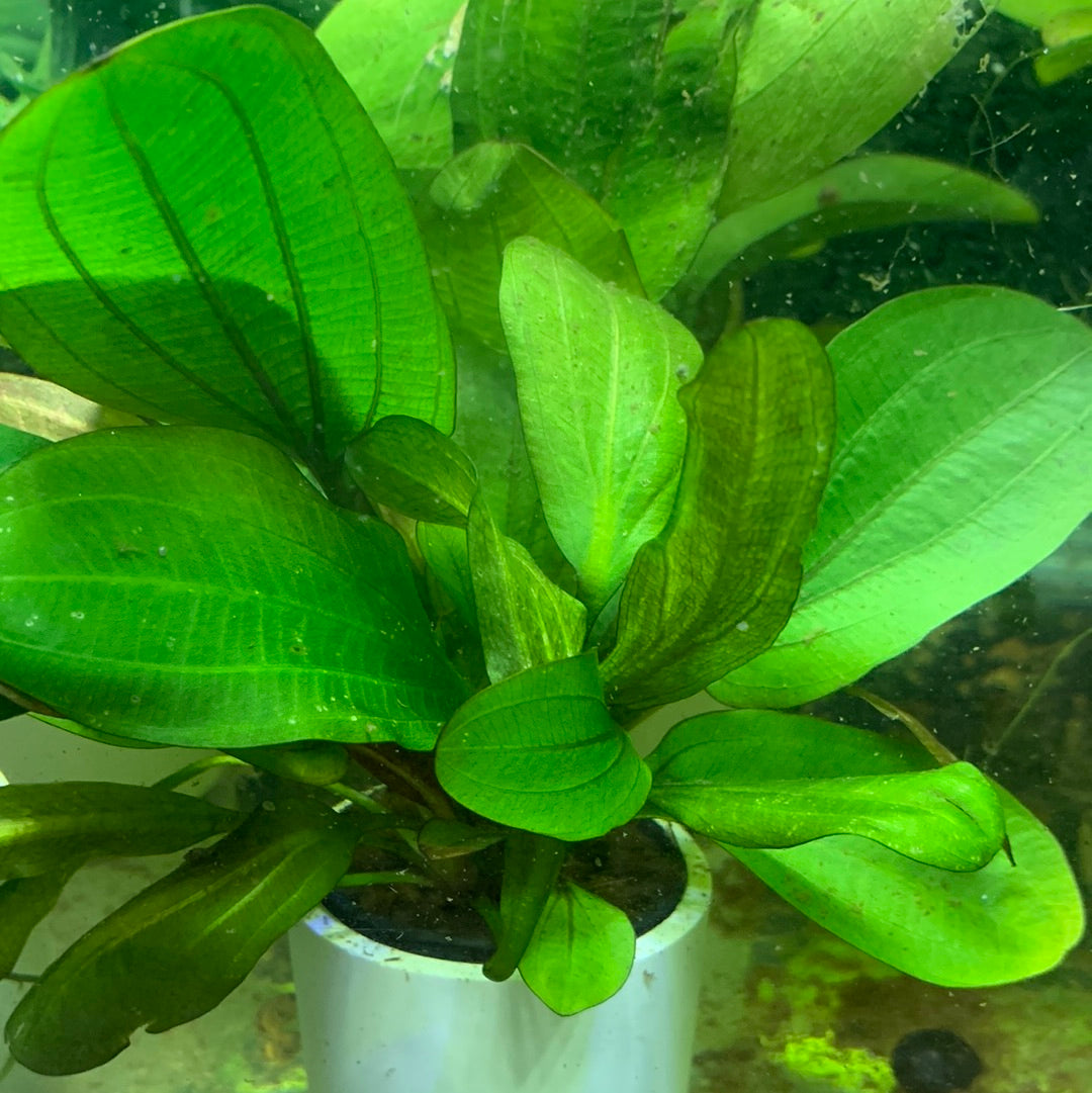 Echinodorus big bear