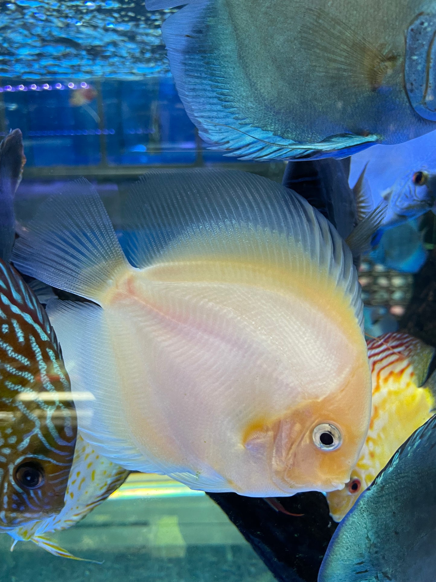 White diamond Discus