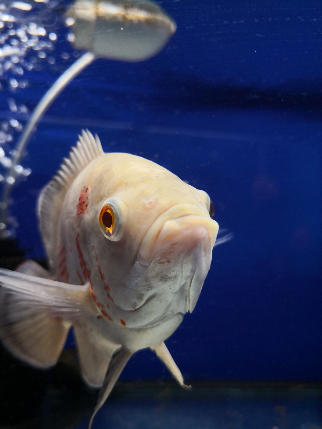Guide to South American Cichlids