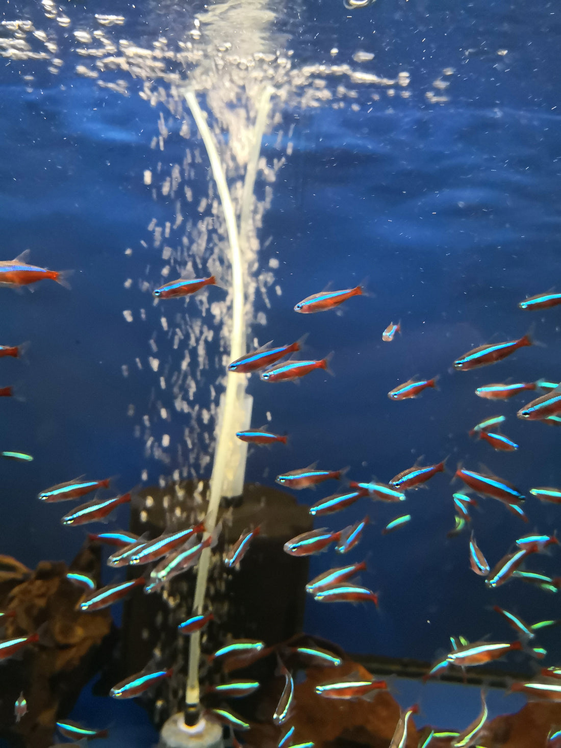 First Fish Guide