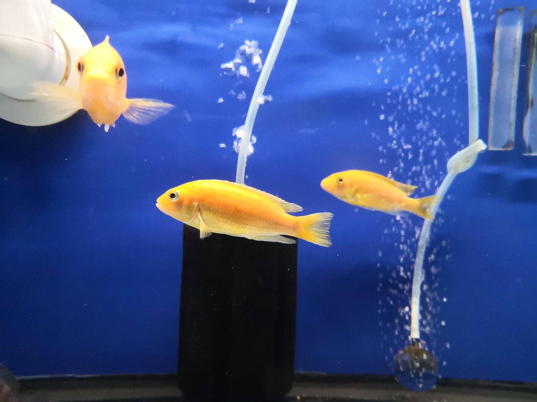 Guide to African Cichlids