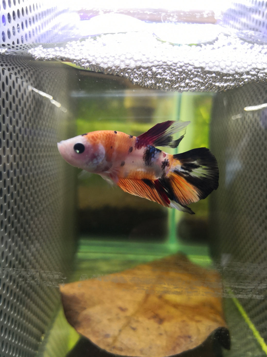 Guide to Betta Fish