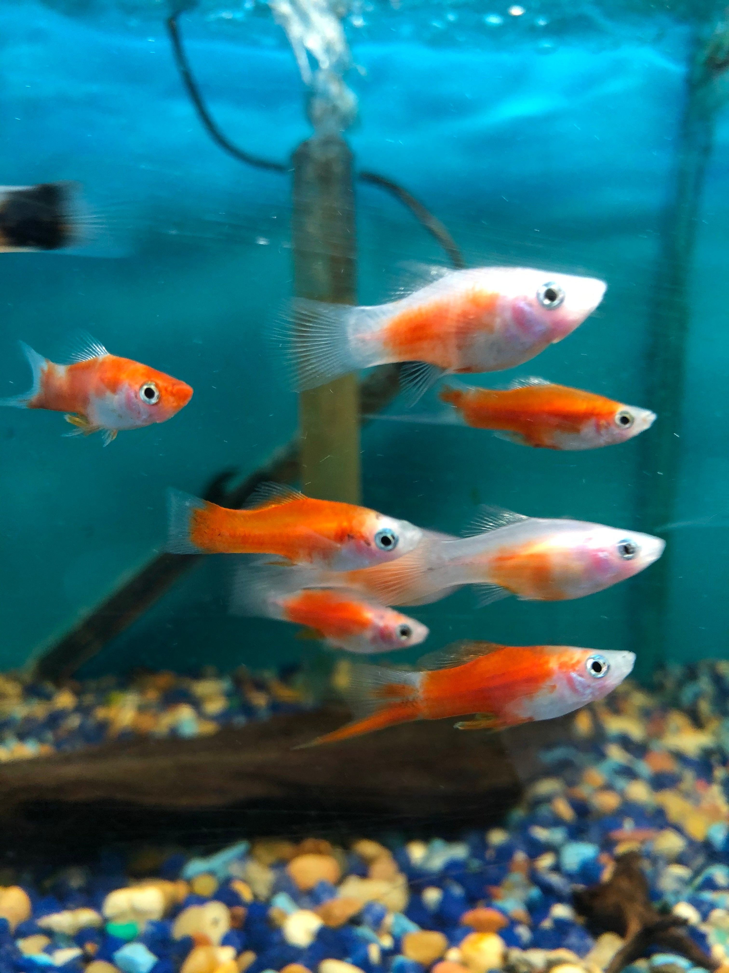 Guide to Community Fish – Mississauga Aquarium