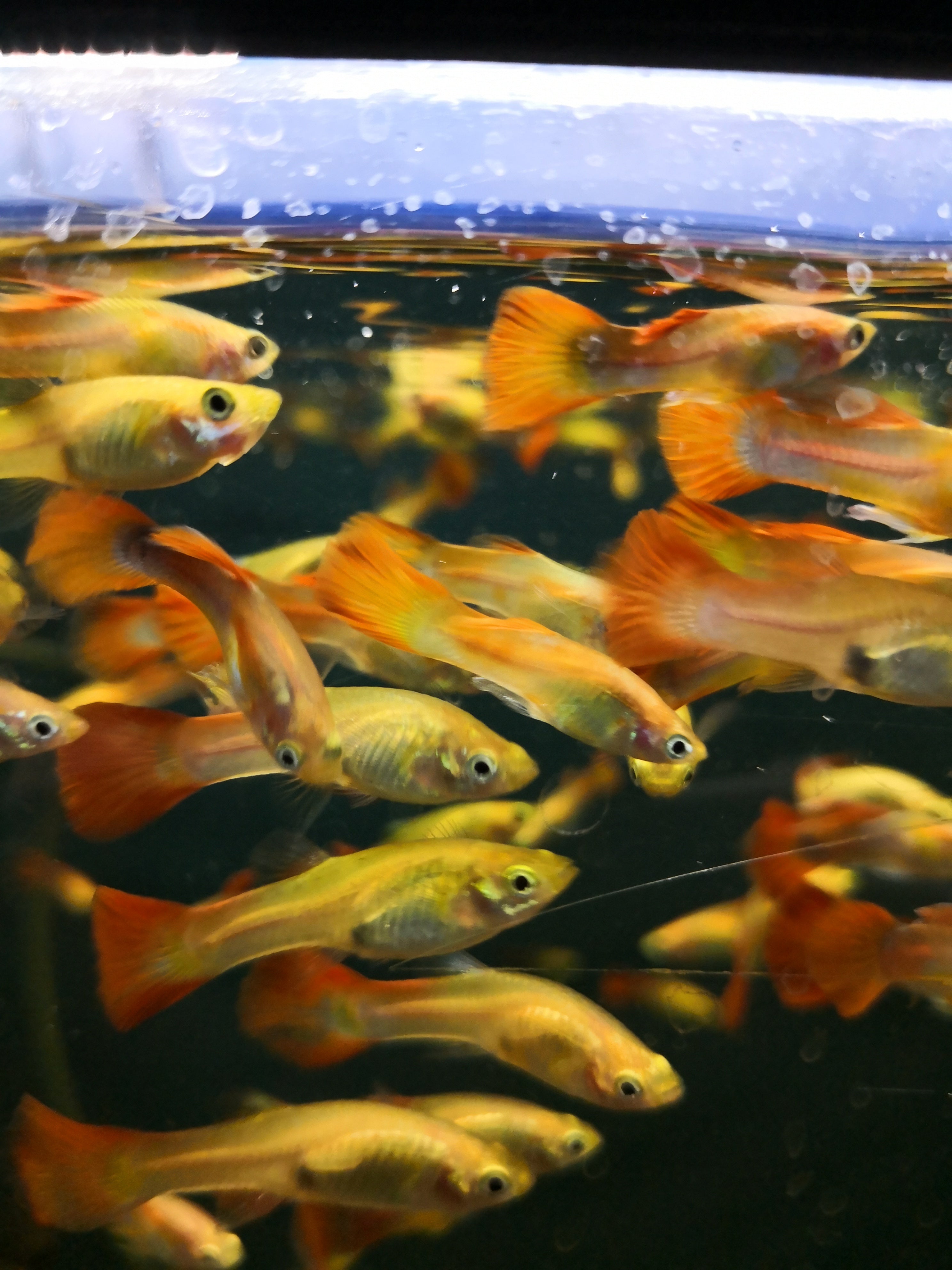 Community Fish Mississauga Aquarium