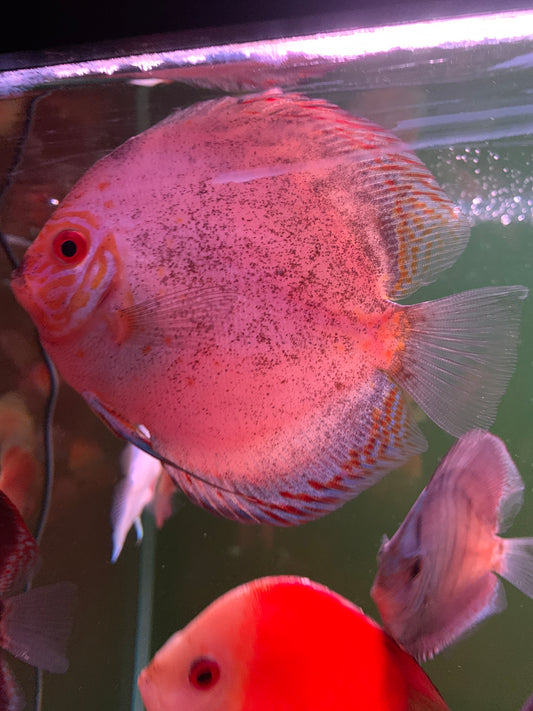 Butterfly Discus