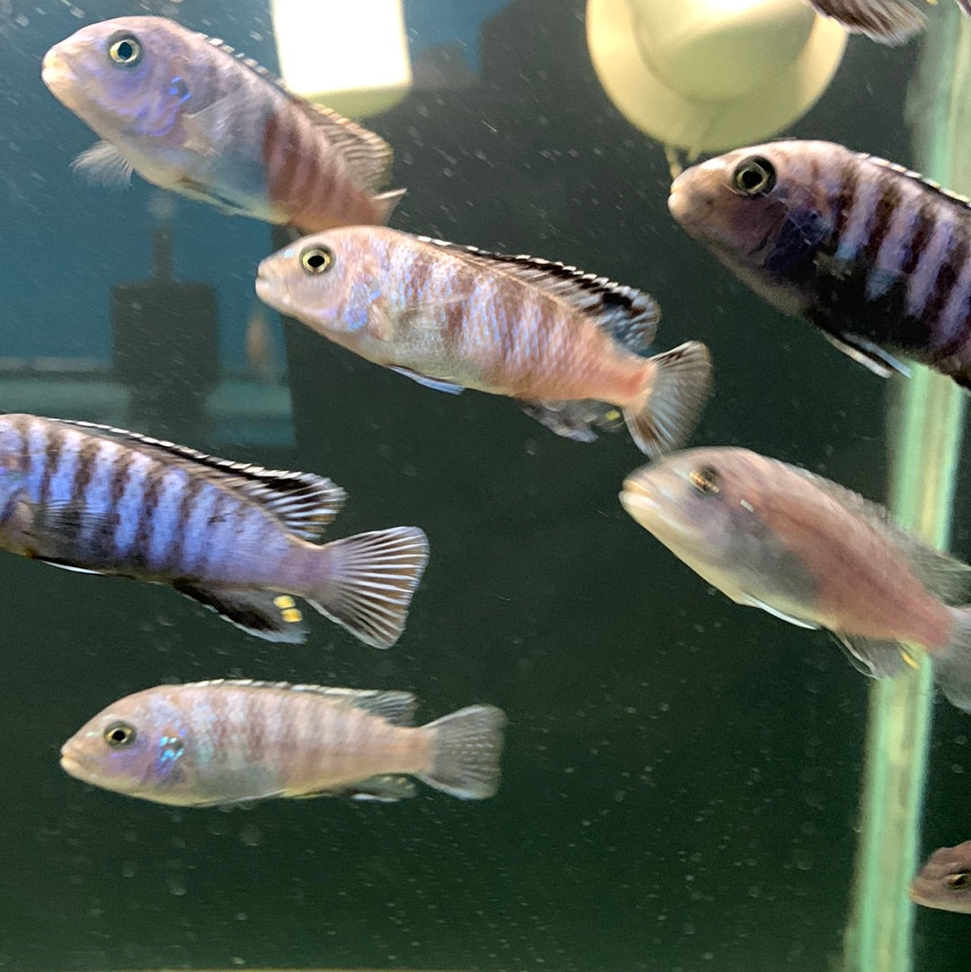 Elongated Mbuna
