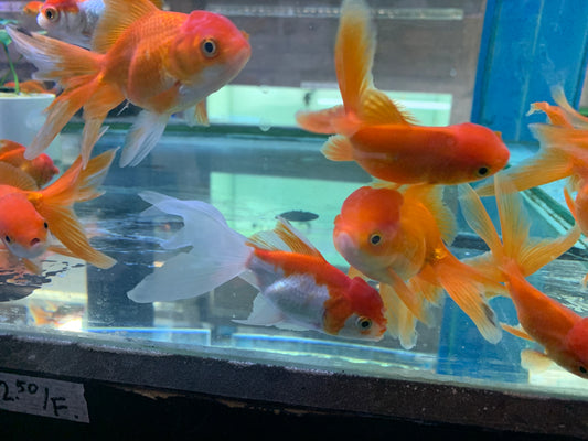 Oranda goldfish