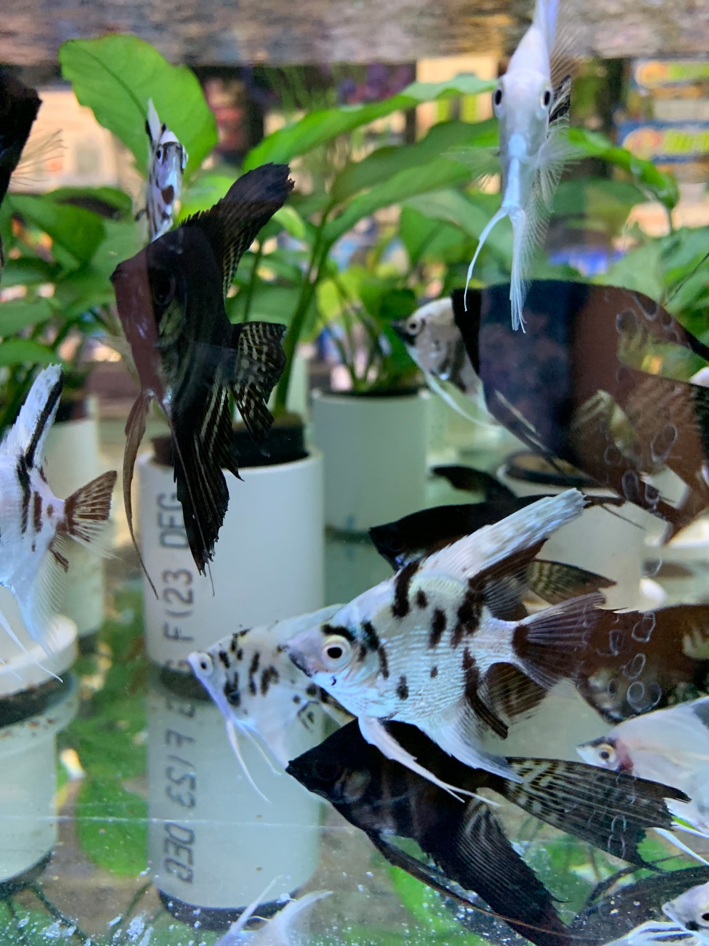 Panda Angelfish