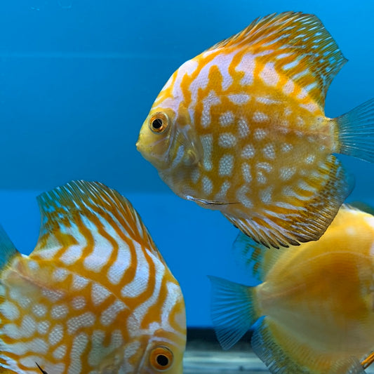 Yellow Pigeon Discus