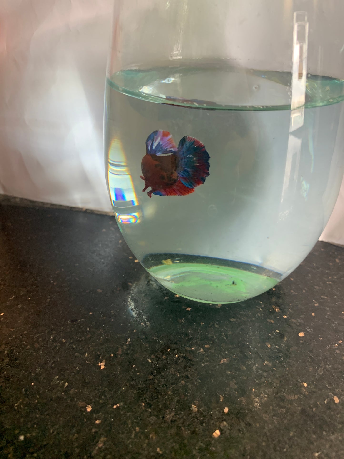 Hellboy Betta Fish