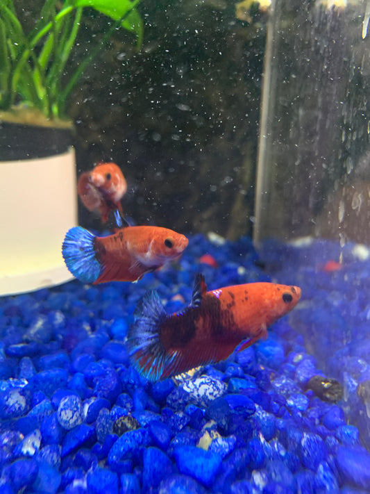 Hellboy Betta Fish