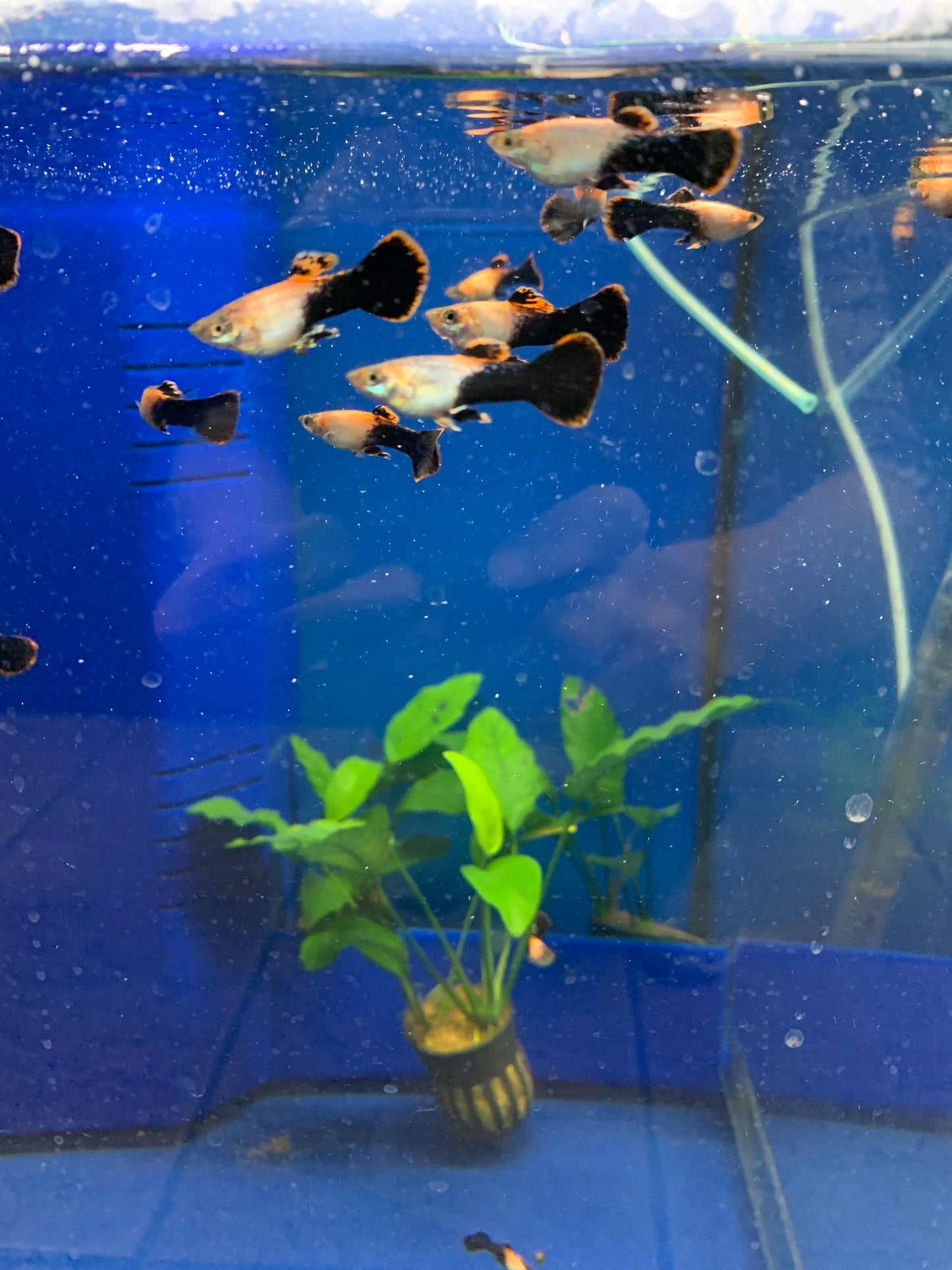 Pink Tuxedo Guppies