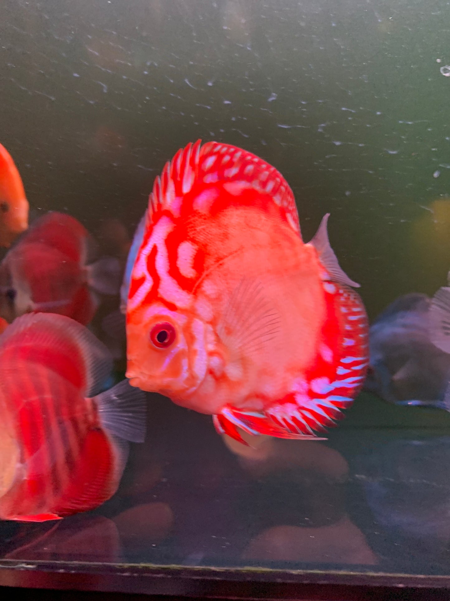 Red Panda Discus