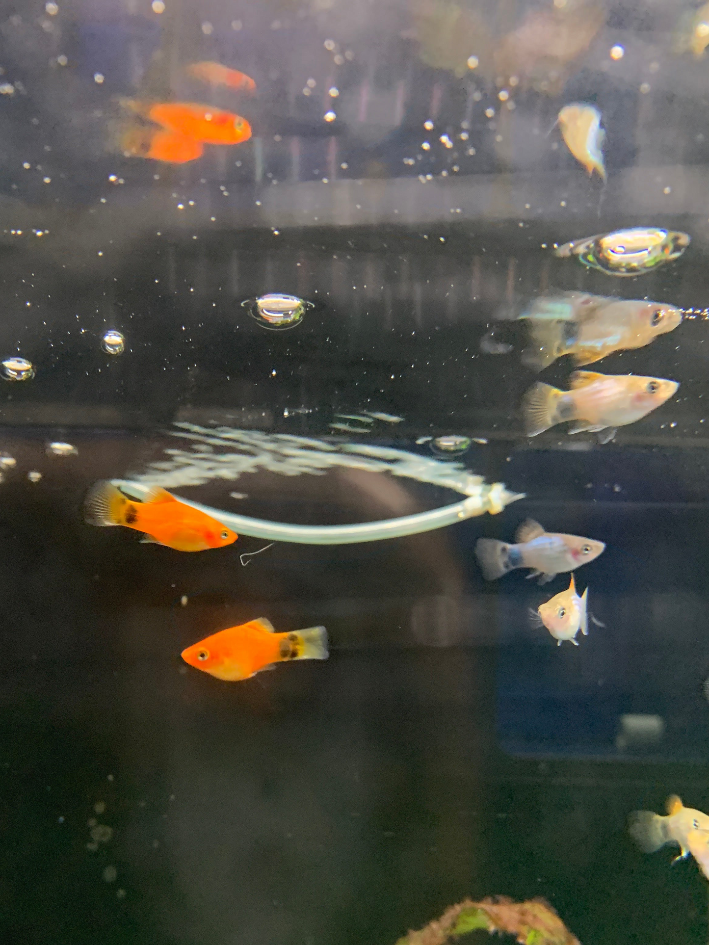 Assorted Platy