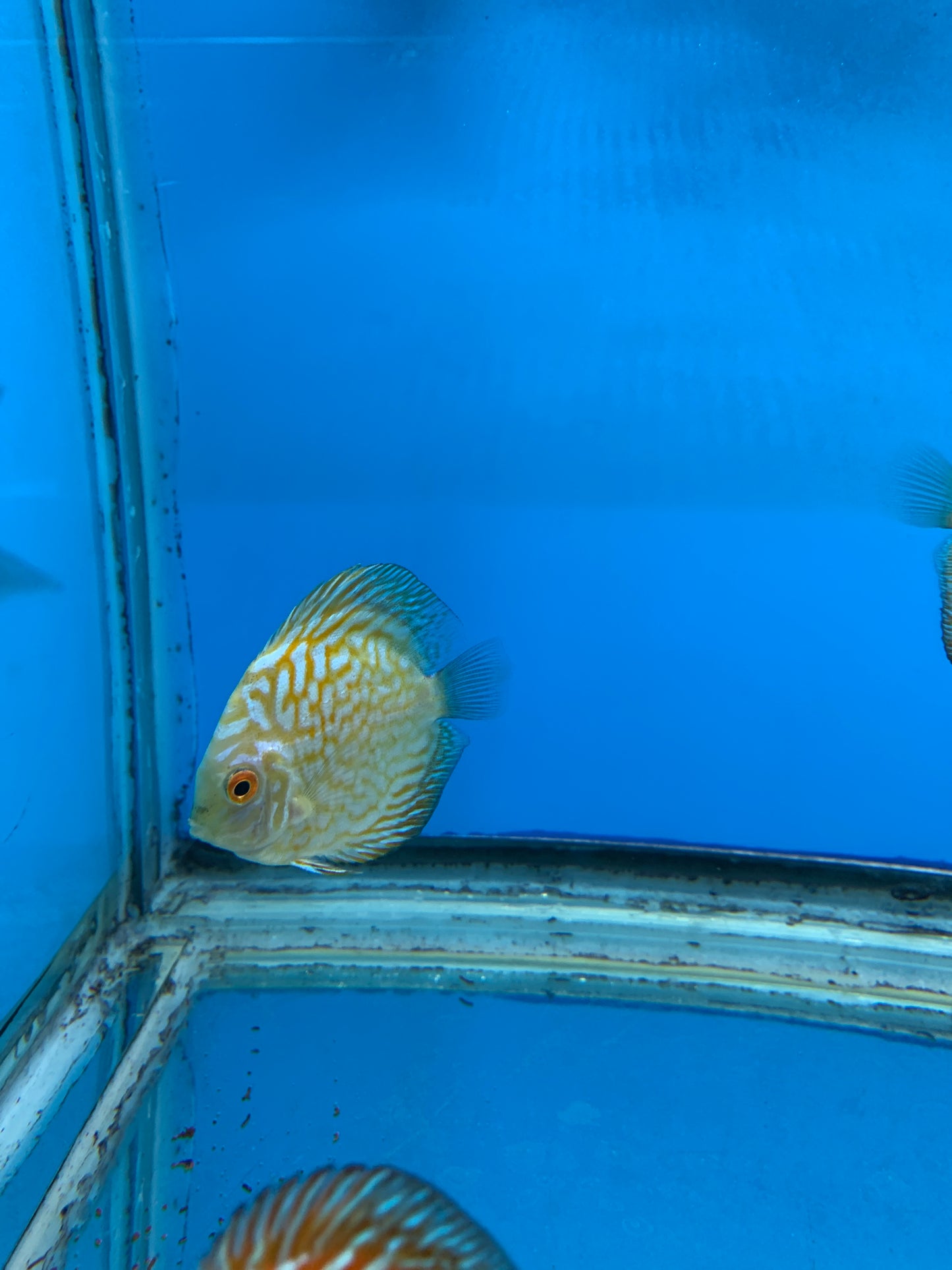 Yellow Pigeon Discus