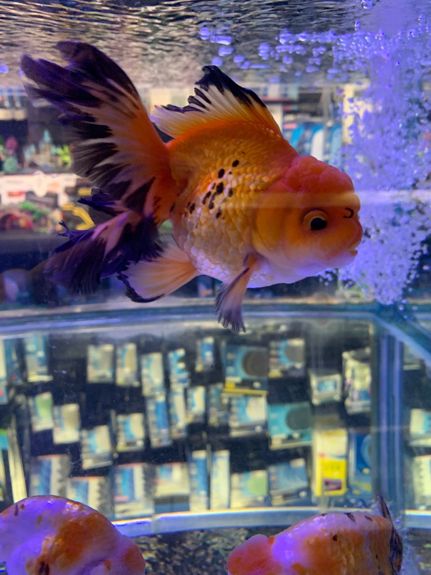 Oranda