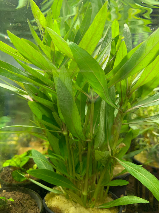 Hygrophila rosanervis