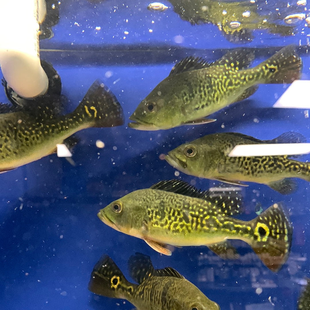 Kelberi Peacock Bass