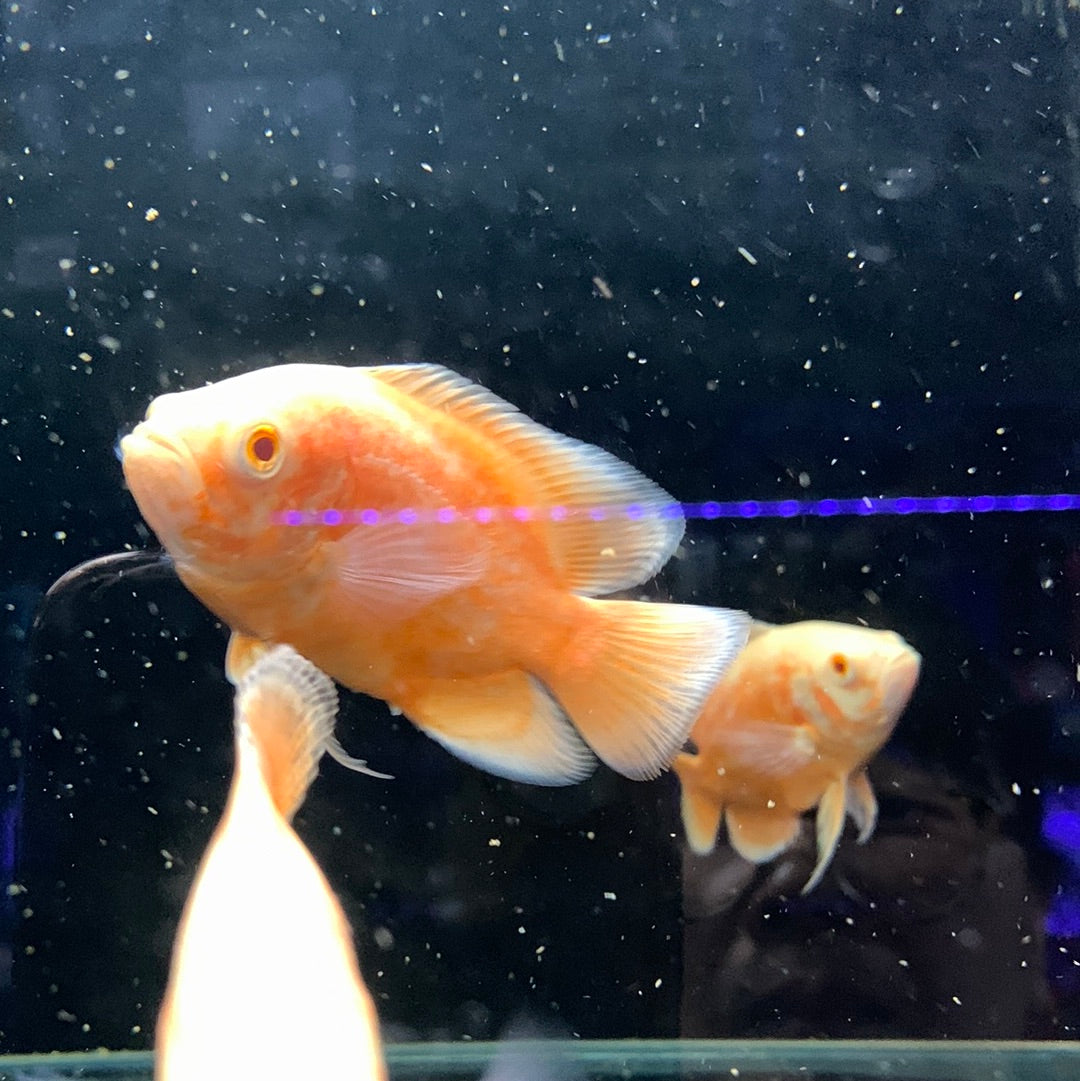 Albino Tiger Oscar Cichlid