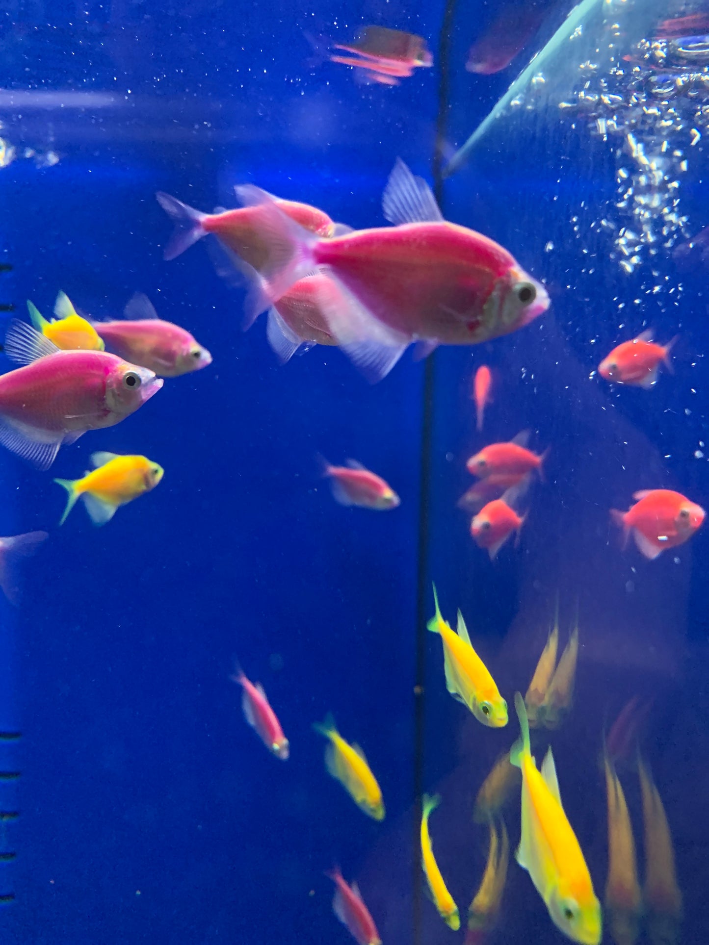 Glow Fish