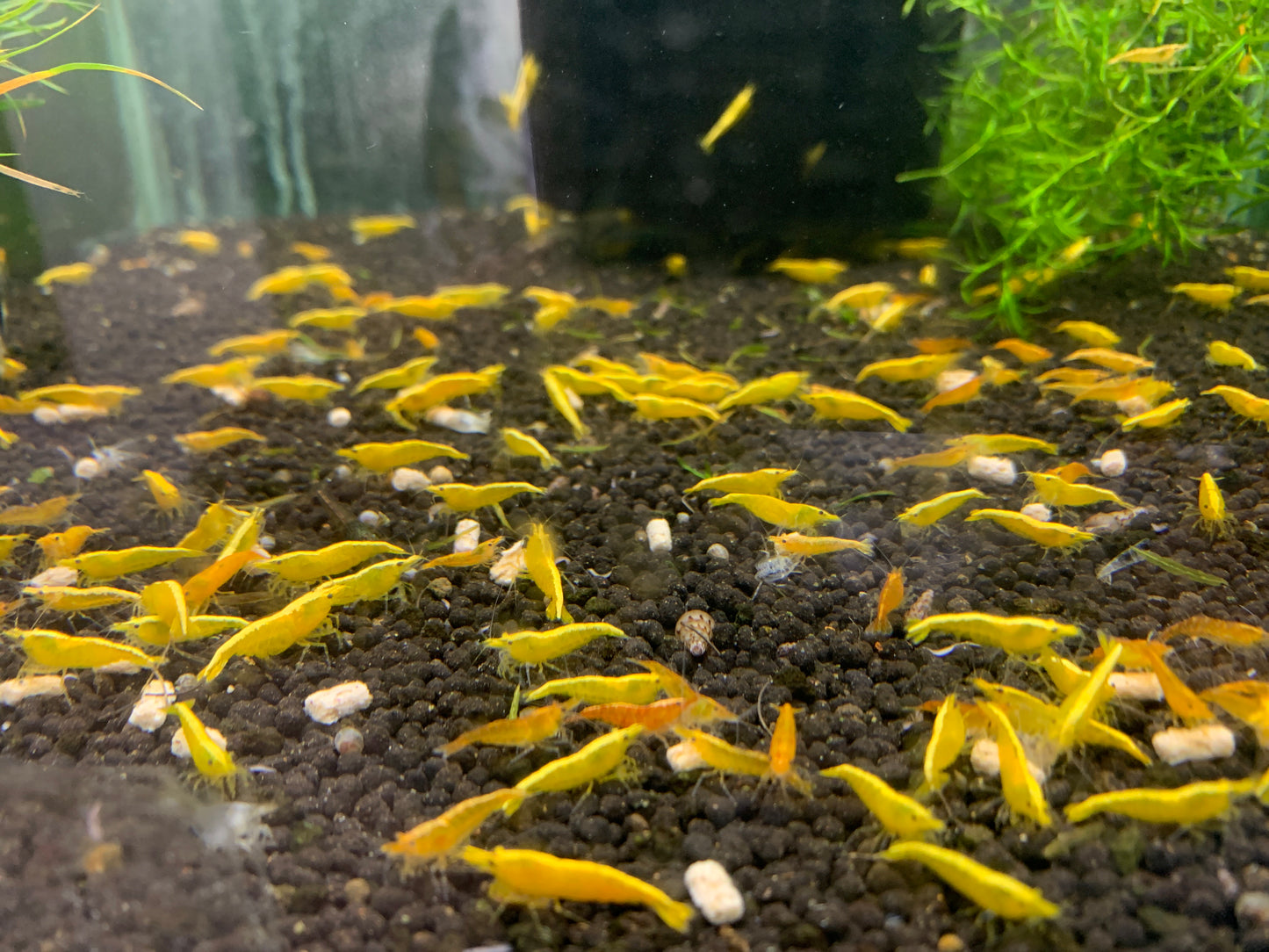 Fire Red Shrimp (Set of 3)