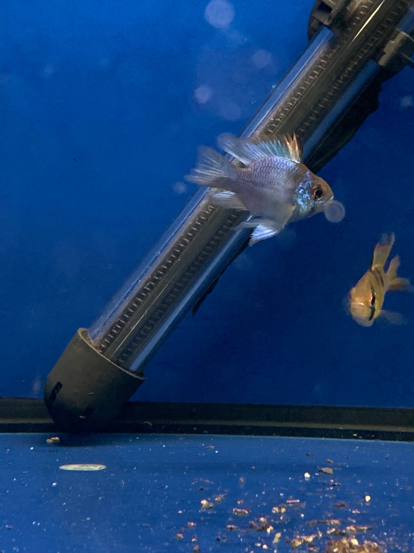 Balloon German  Ram