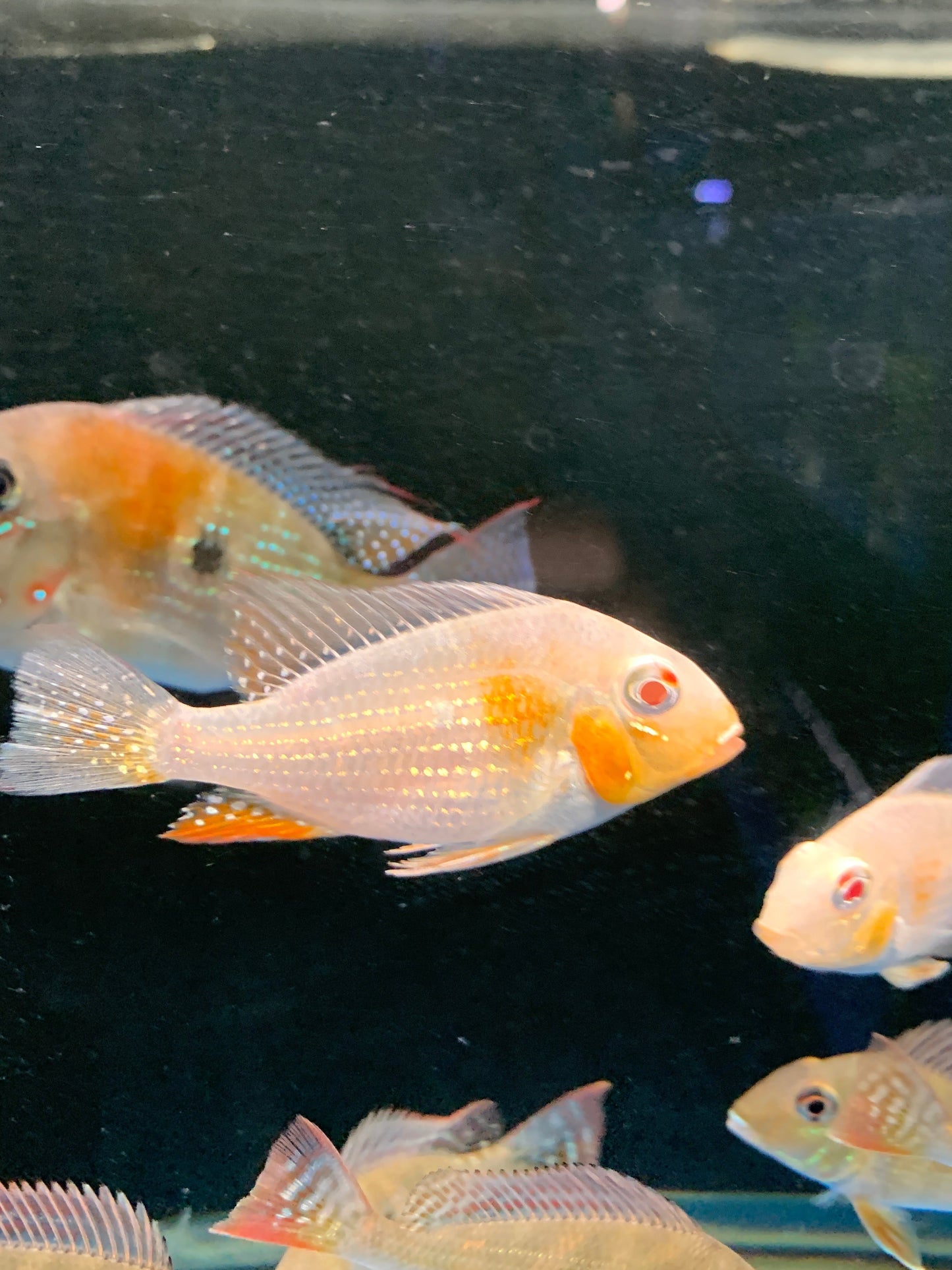 Albino Thread-Finned Acara
