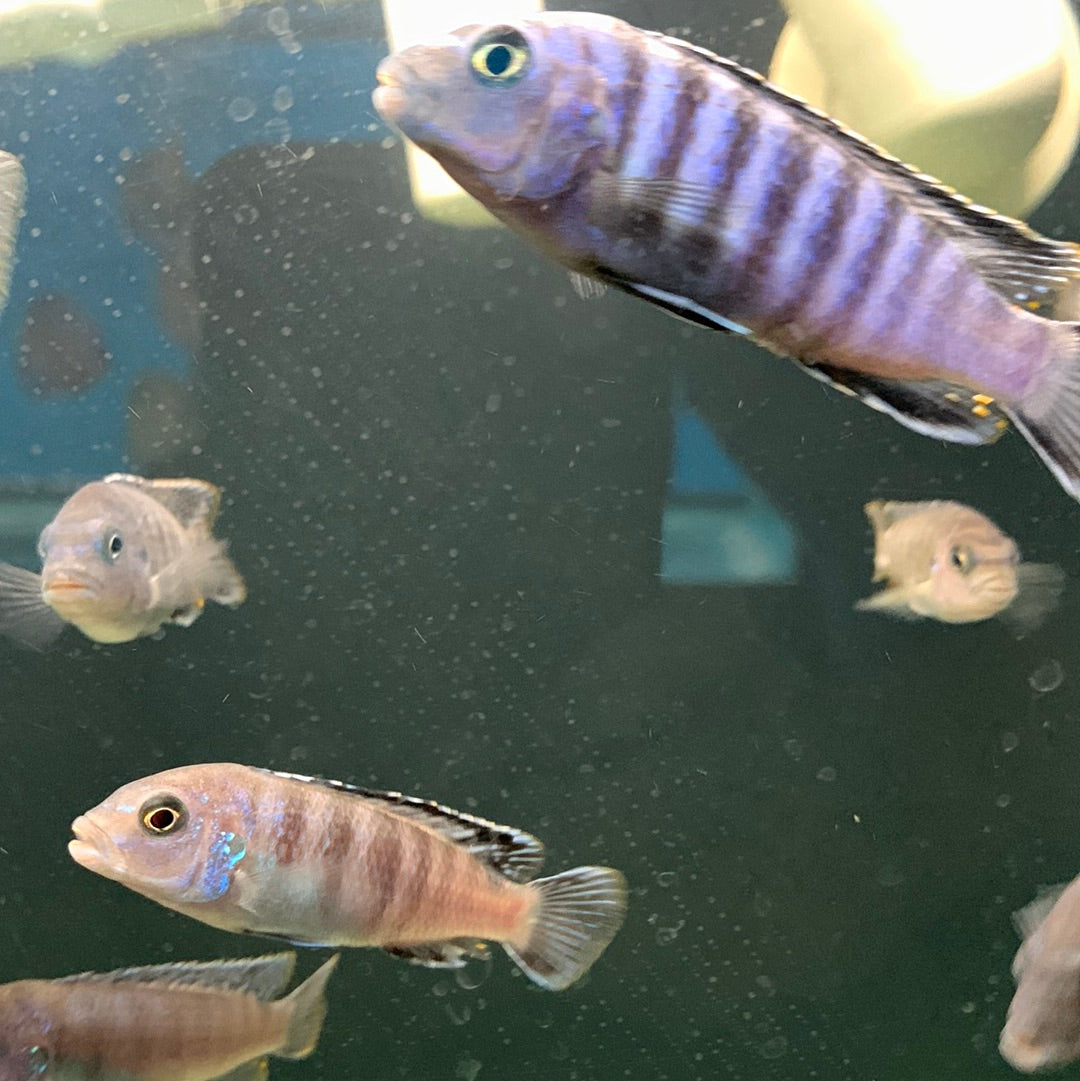 Elongated Mbuna
