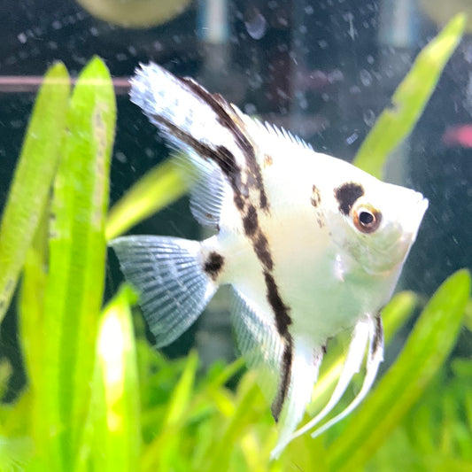 Panda angelfish