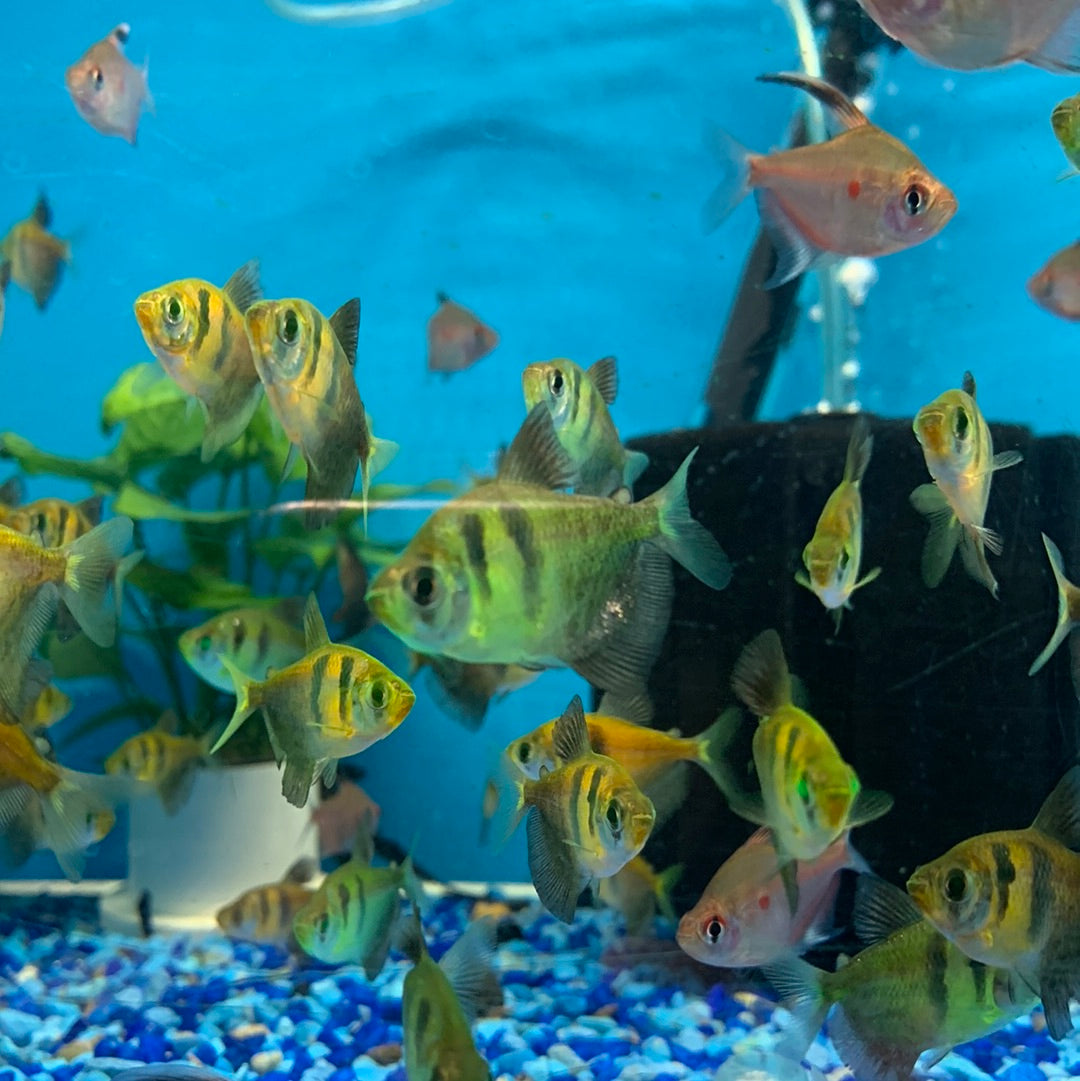 Orange tiger Tetra