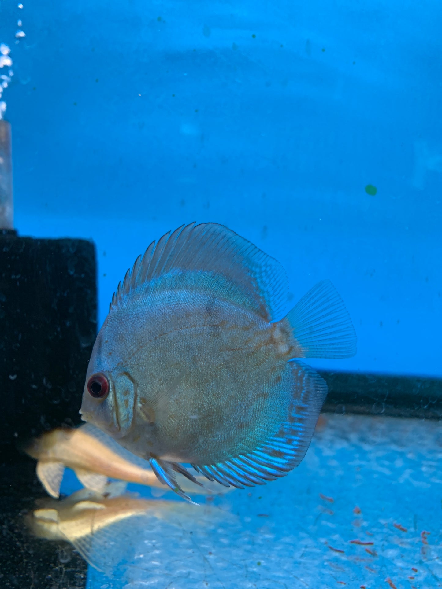 Cobalt Discus