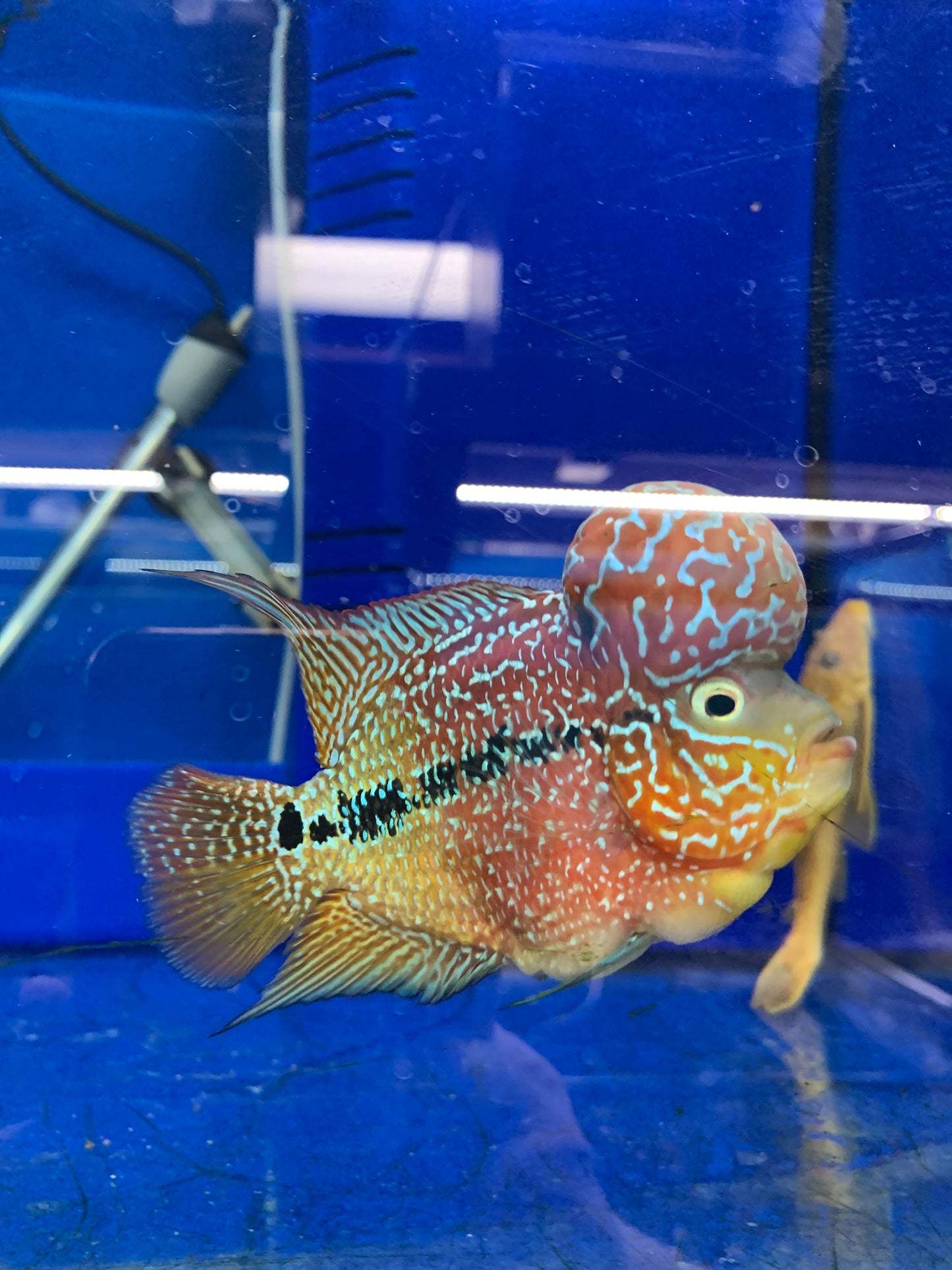 Flowerhorn Cichlid