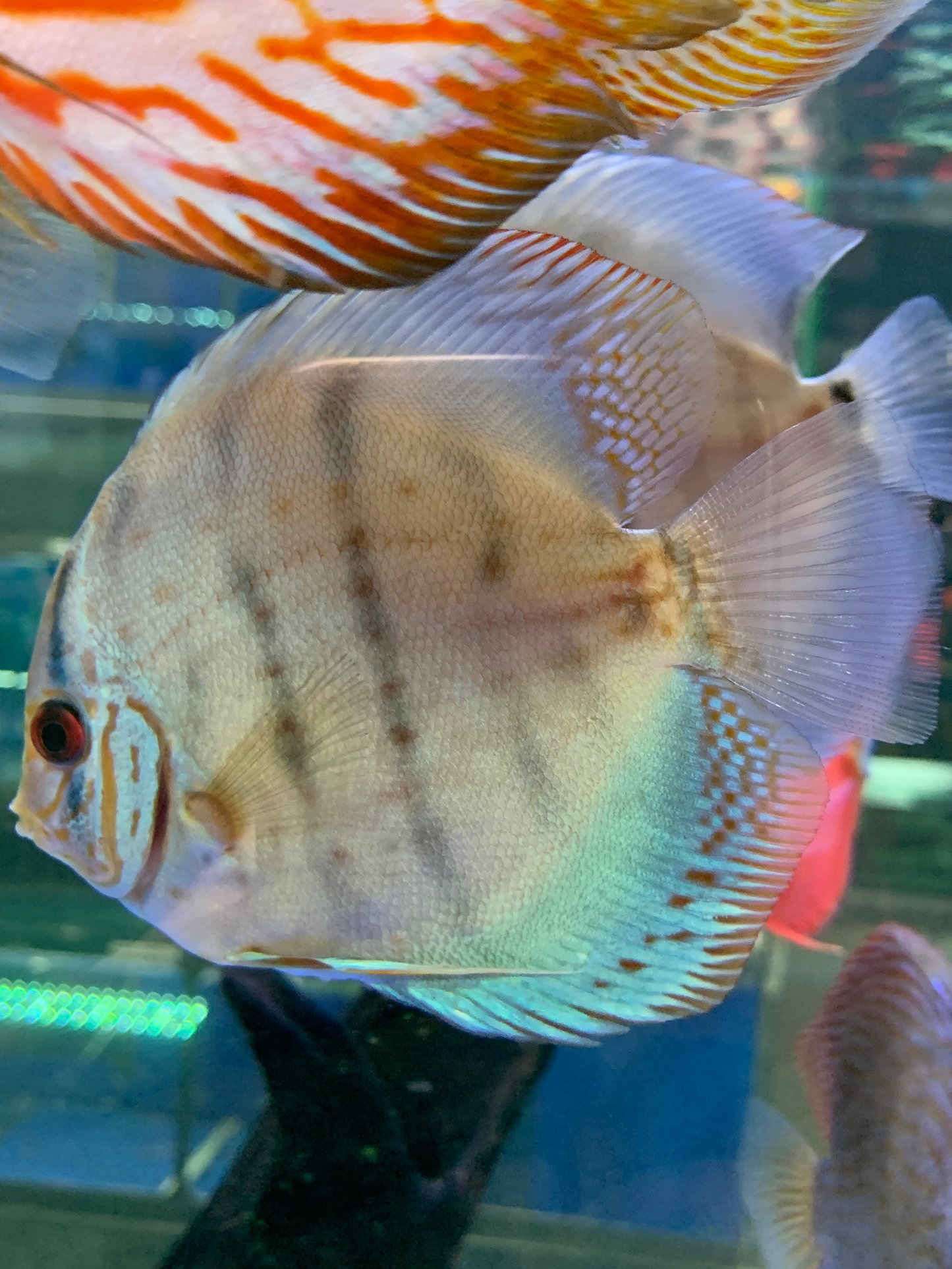 Cobalt Discus