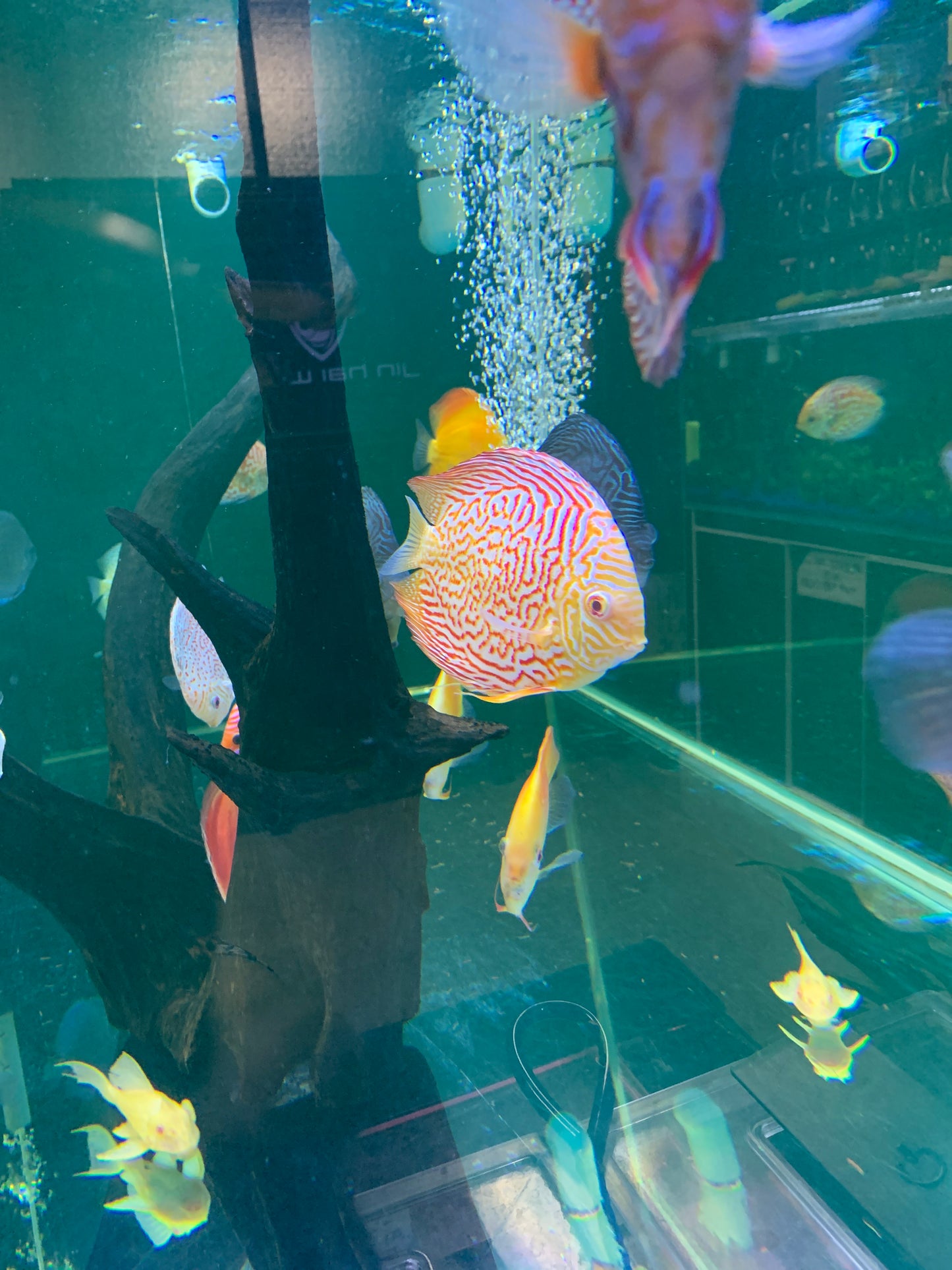 Albino pigeon Discus