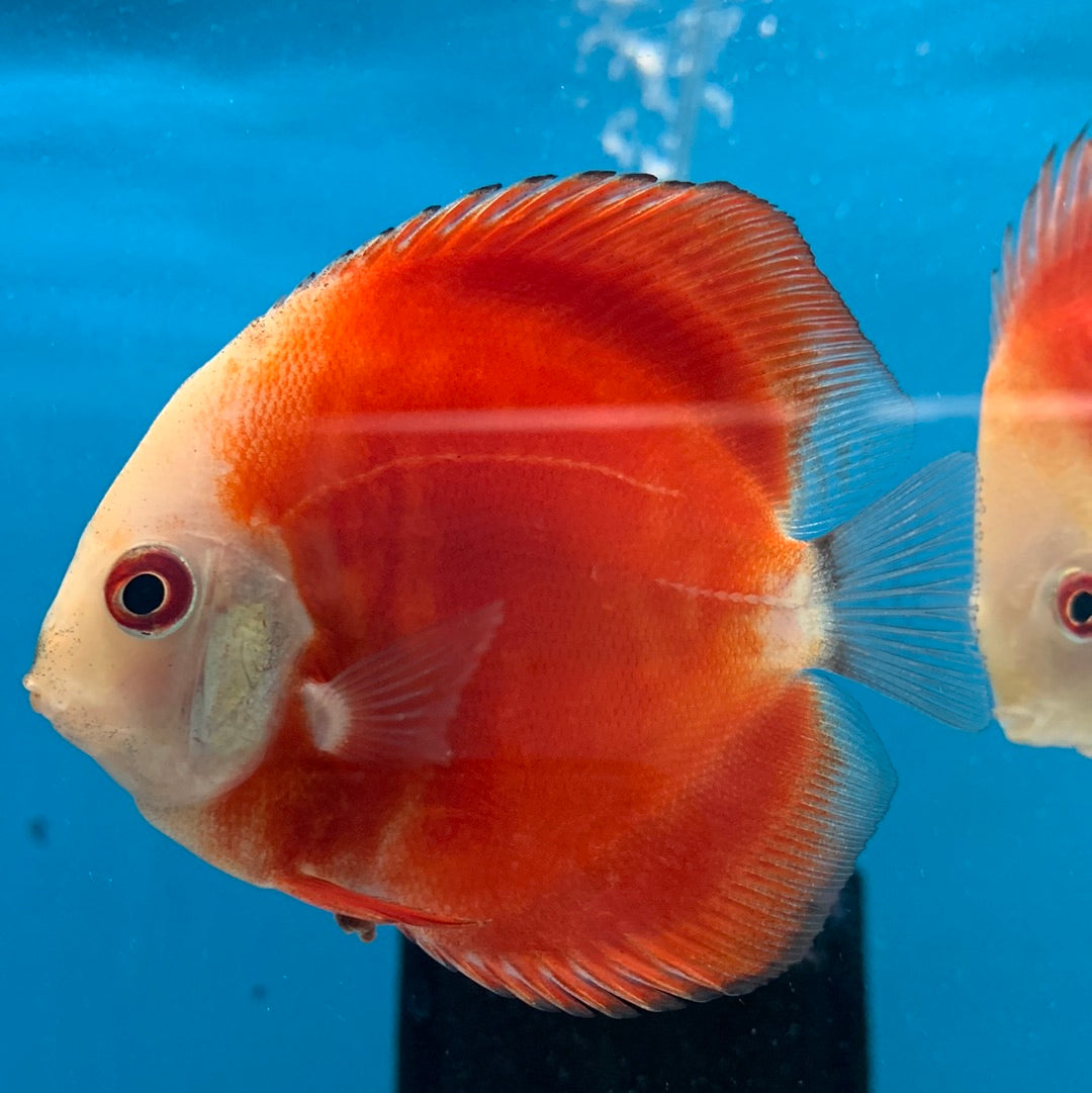 Rose red/Royal red Discus – Mississauga Aquarium