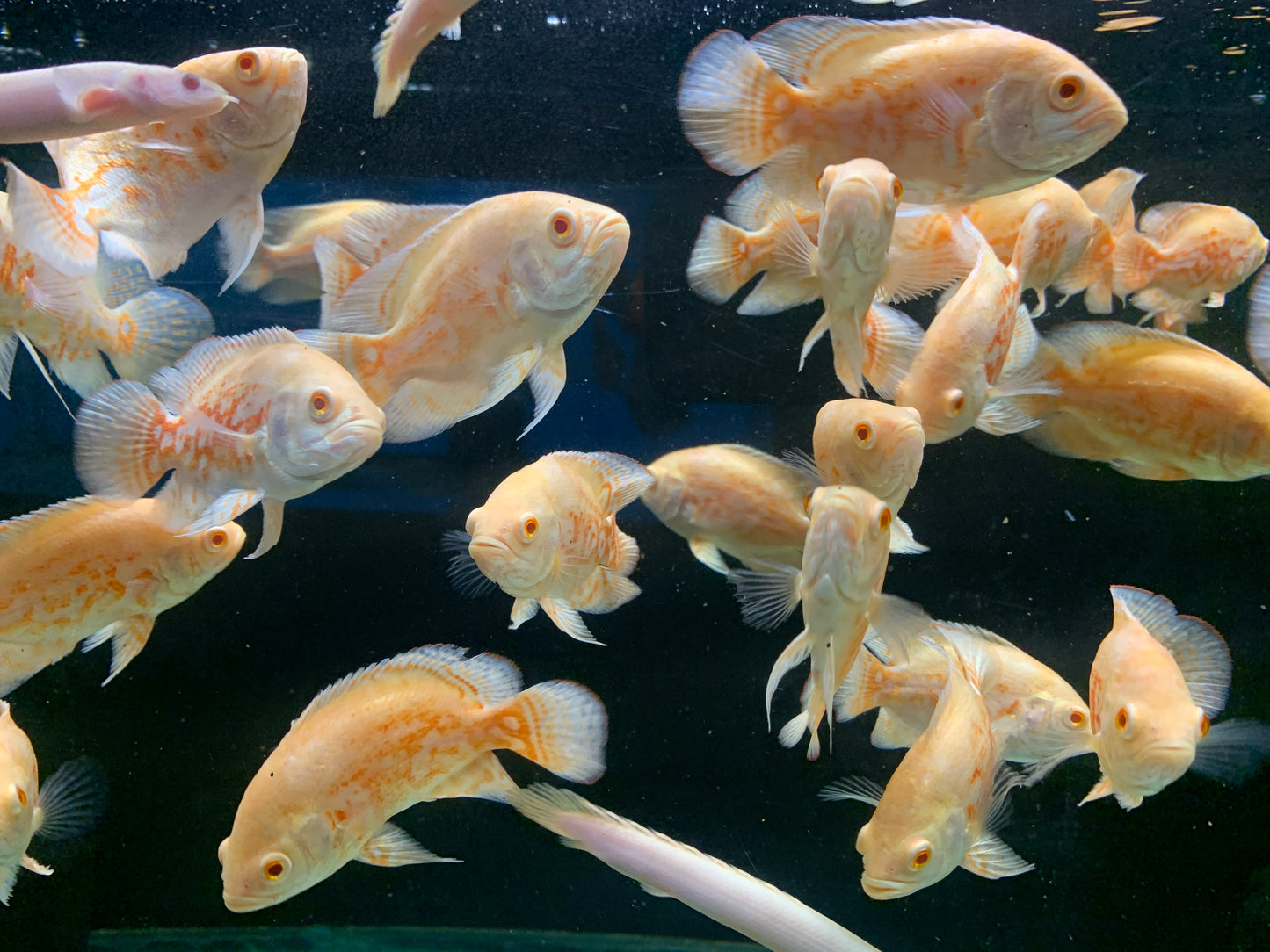 Albino Tiger Oscar Cichlid