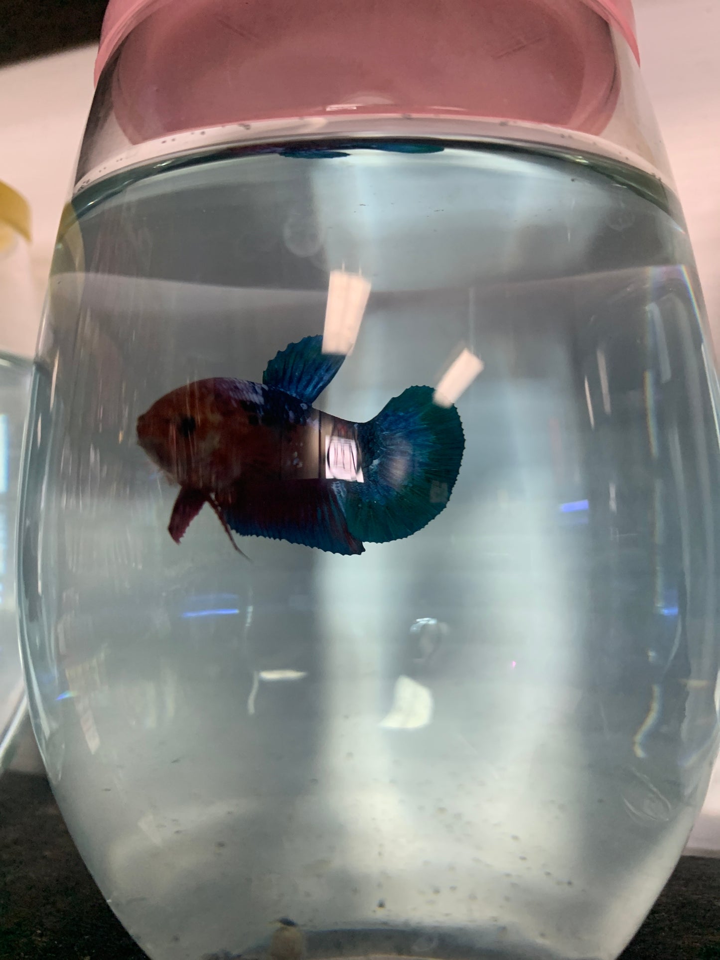 Hellboy Betta Fish