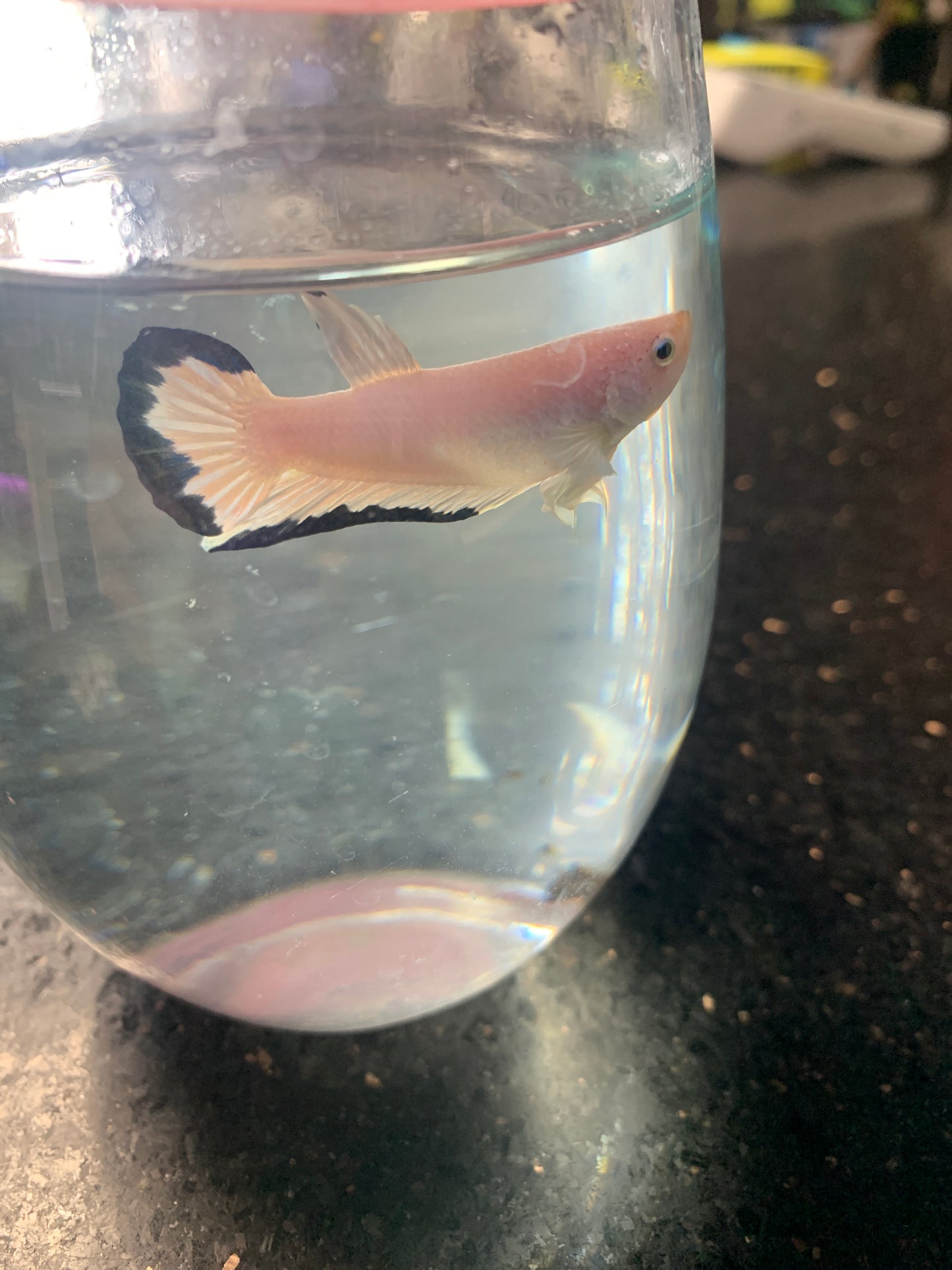 Blue Rim Betta male